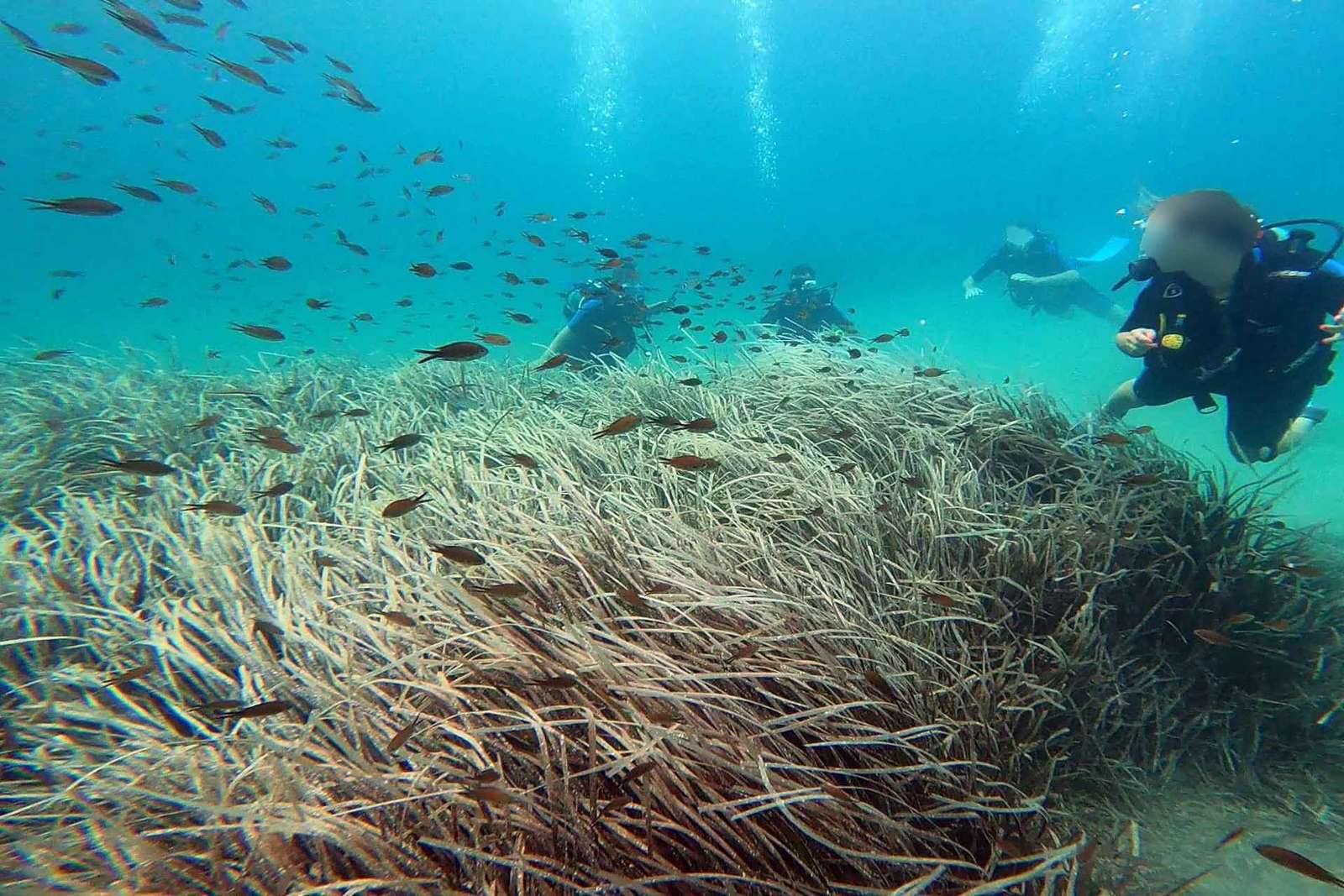 Wschodnie wybrzeże Aten: Odkryj nurkowanie w Nea Makri