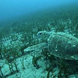 Ateny: Snorkeling Riviera Adventure
